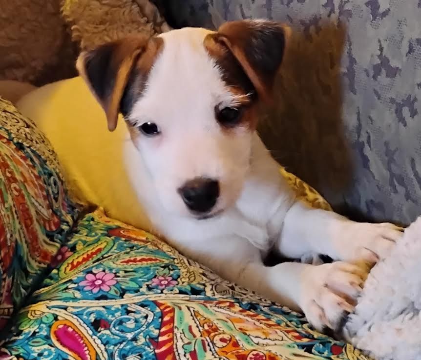 A brown and white puppy is laying on a couch