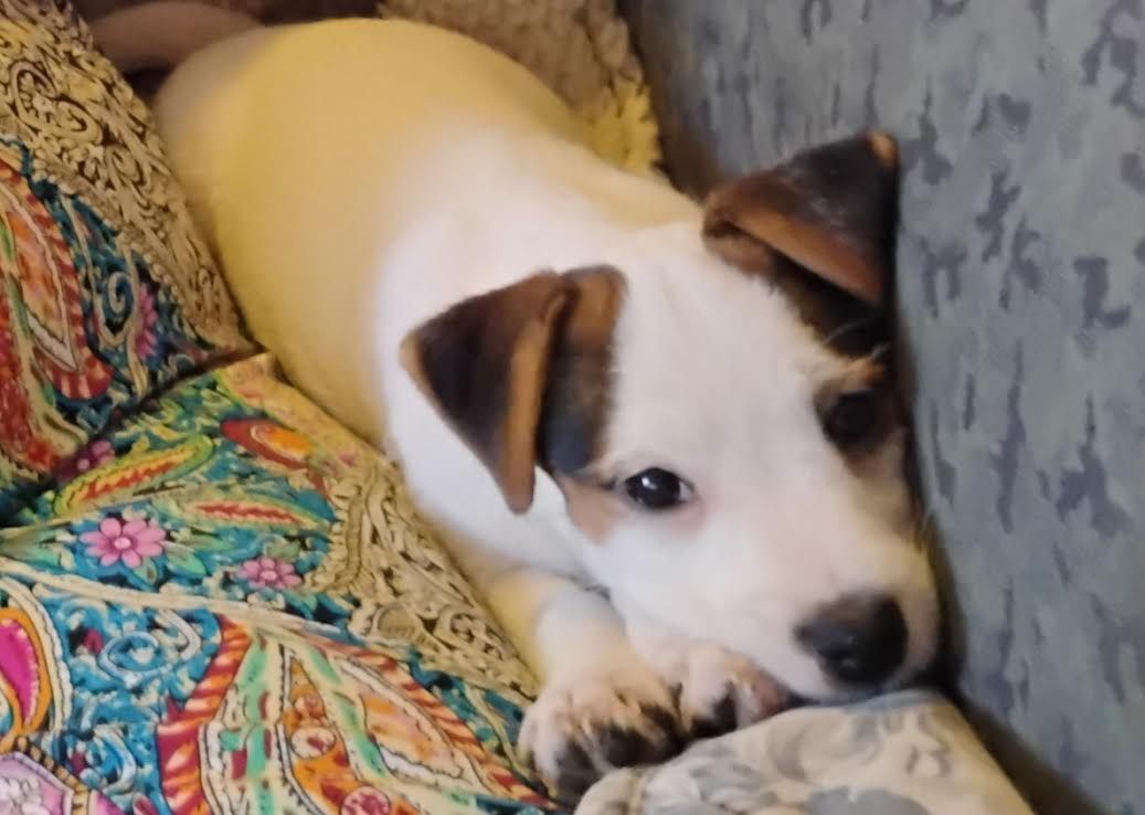 A puppy is laying on a colorful blanket on a couch.