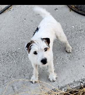 A small white dog standing on a sidewalk looking at the camera