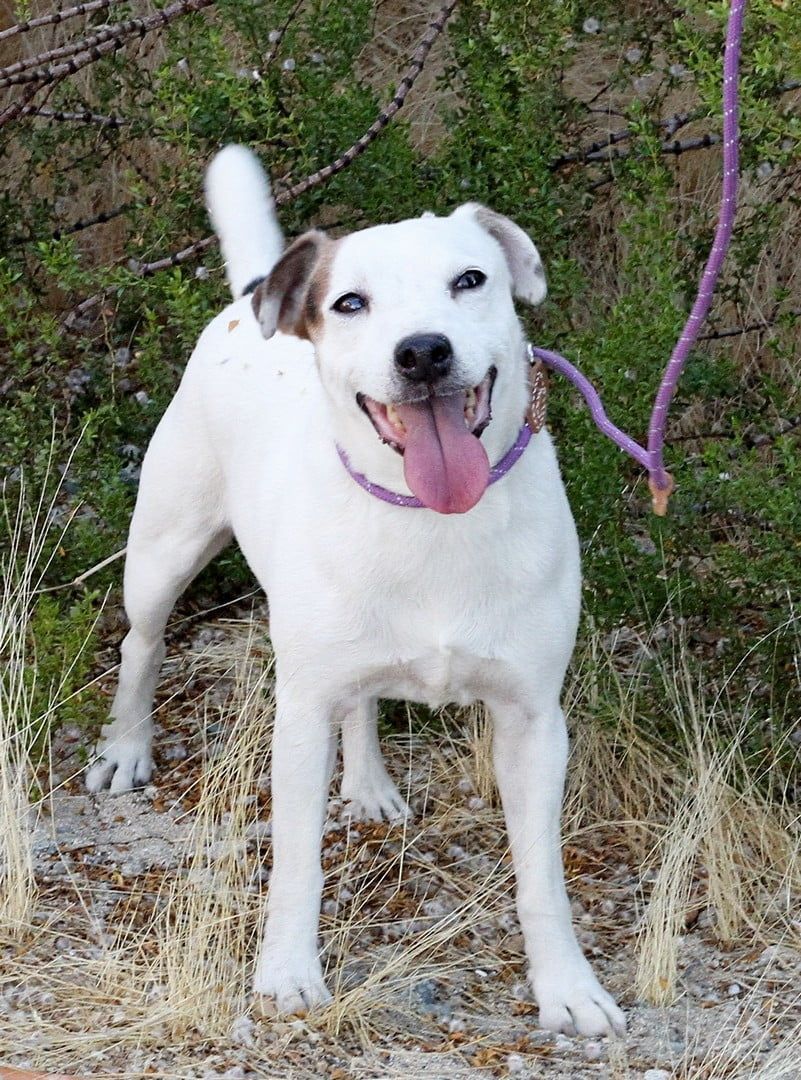A white dog with a purple leash is standing in the grass
