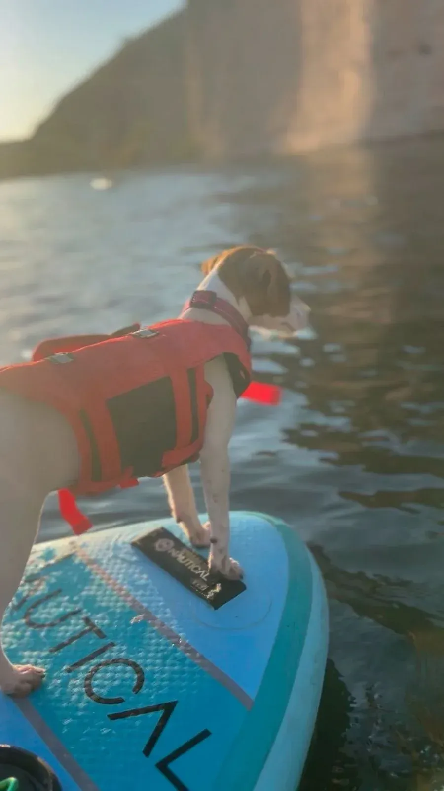 A dog wearing a life jacket is standing on a paddle board in the water.