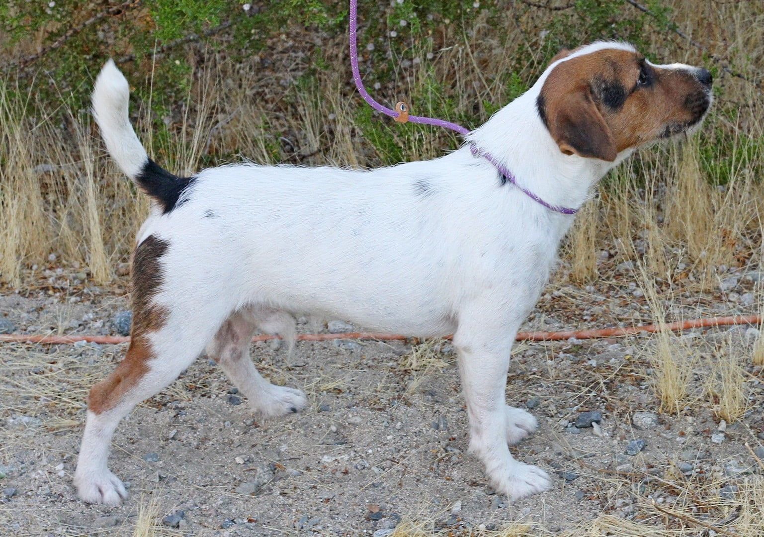 A small brown and white dog with a purple leash