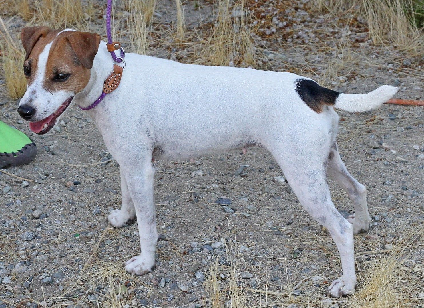 A small brown and white dog on a leash