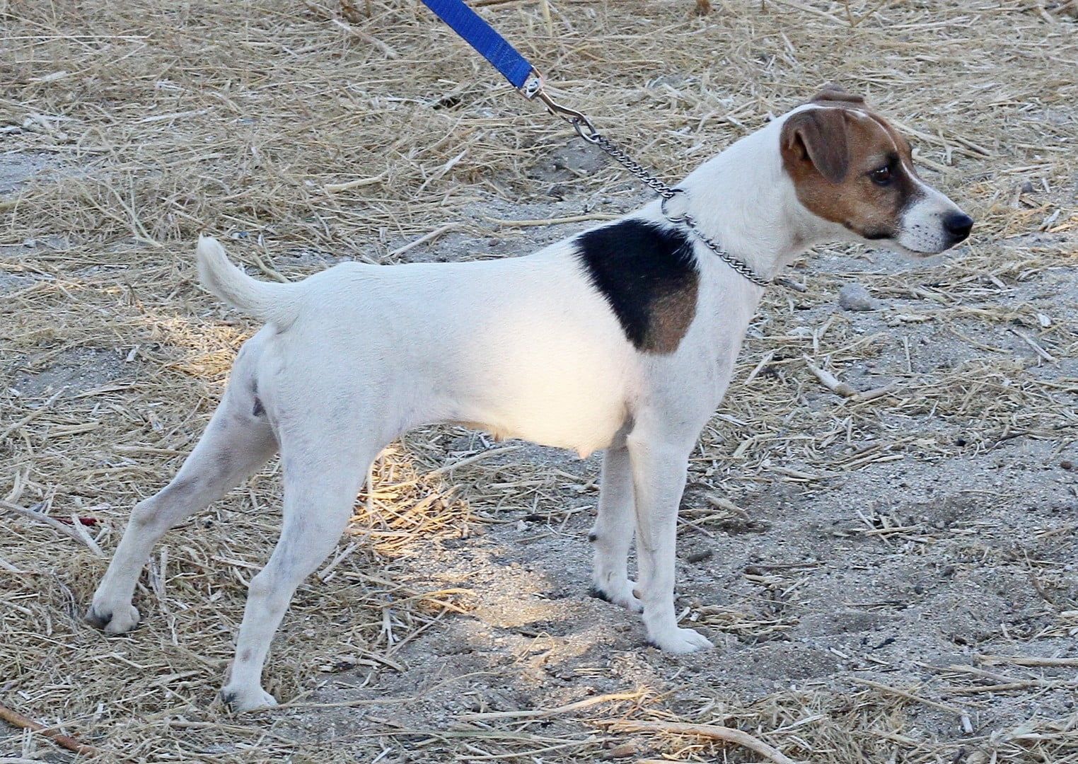 A small brown and white dog on a leash