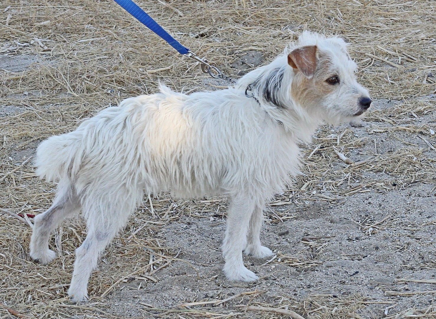 A small white dog on a leash standing in the dirt