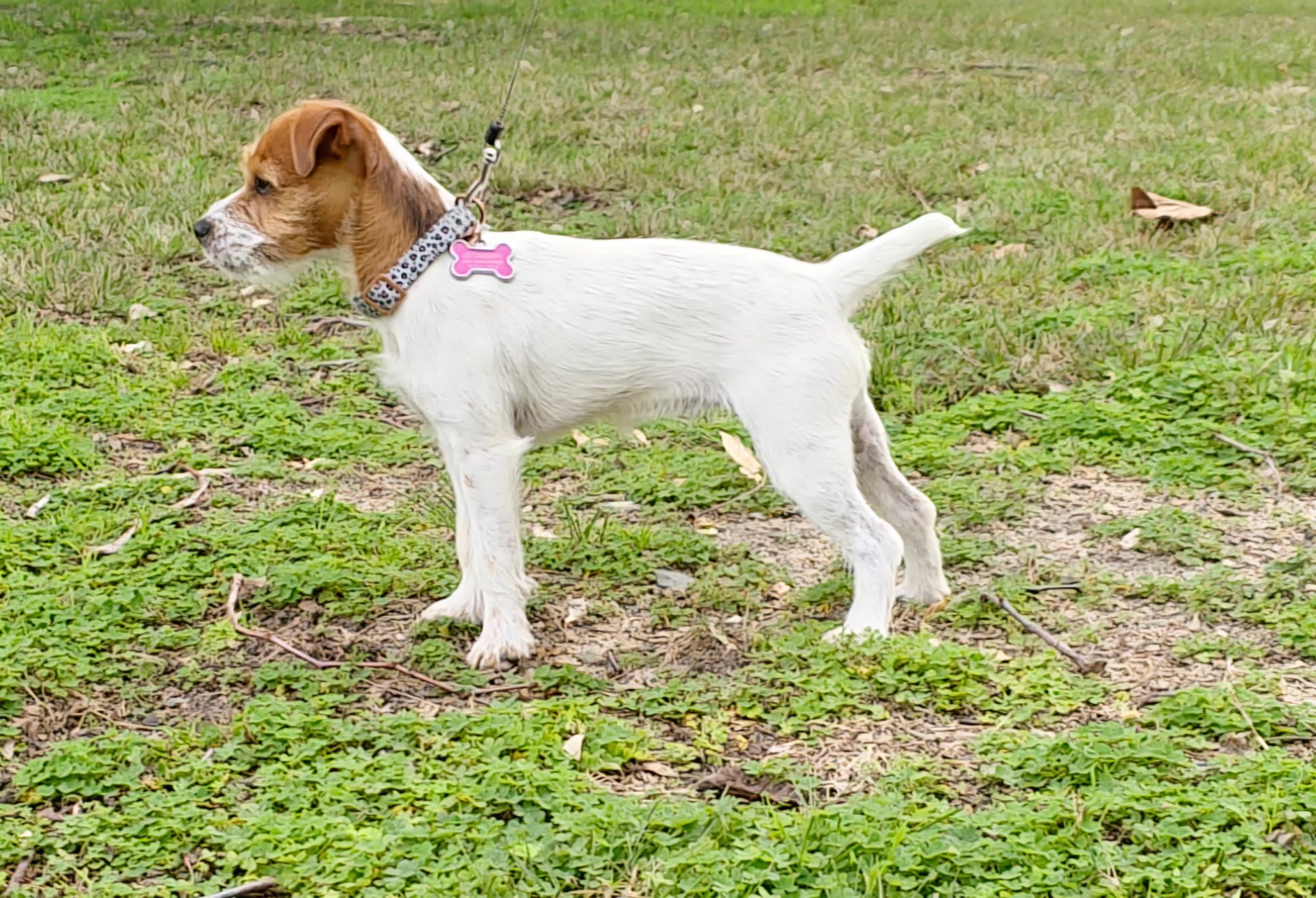 A small dog wearing a pink collar is standing in the grass.