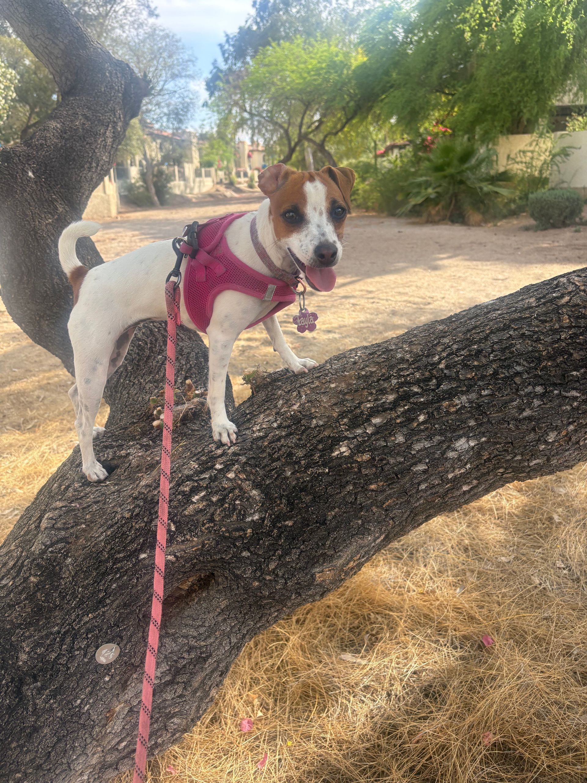 A small dog is standing on a tree branch on a leash.