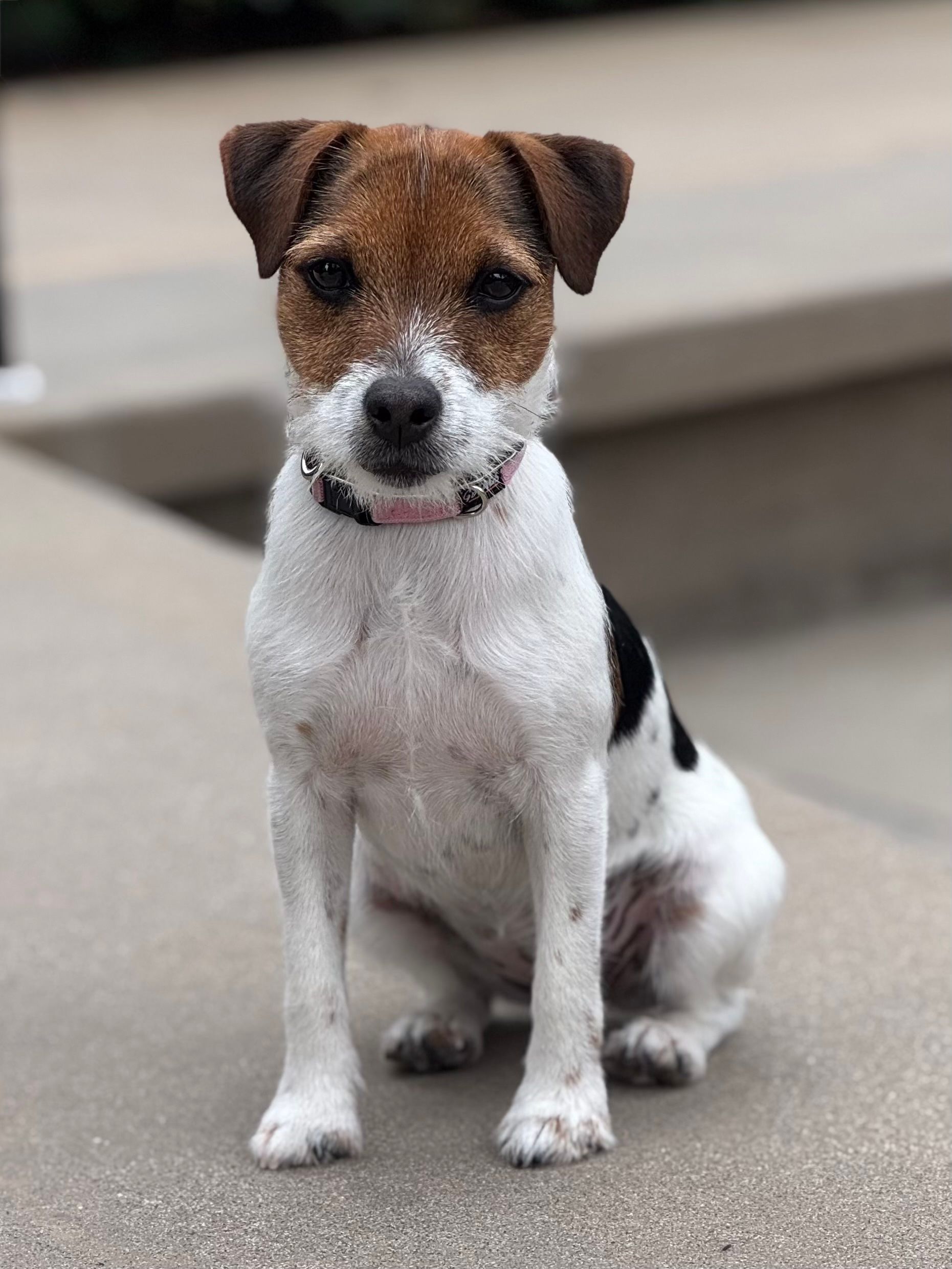 A small brown and white dog is sitting on a sidewalk.