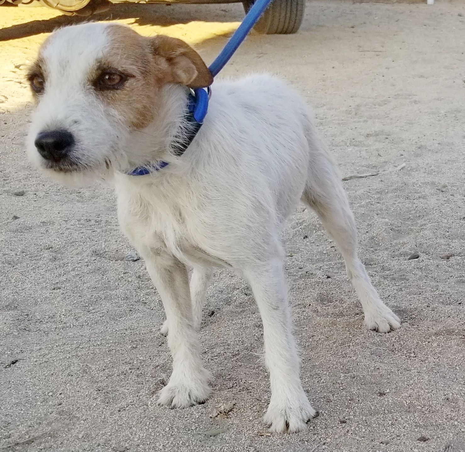White and brown dog on a leash, standing on gravel.