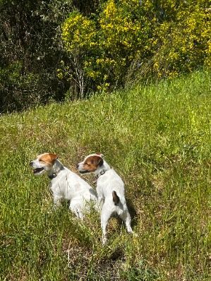 Two dogs are standing in a grassy field.