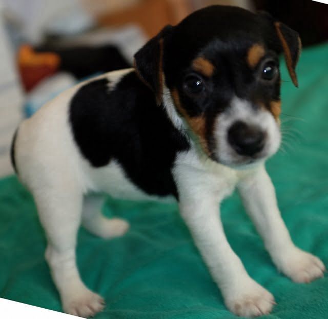 A black and white puppy is standing on a green blanket