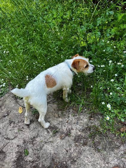 A small white and brown dog is standing in the grass.