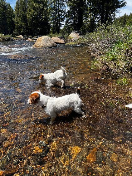 Two dogs are standing in a stream of water.