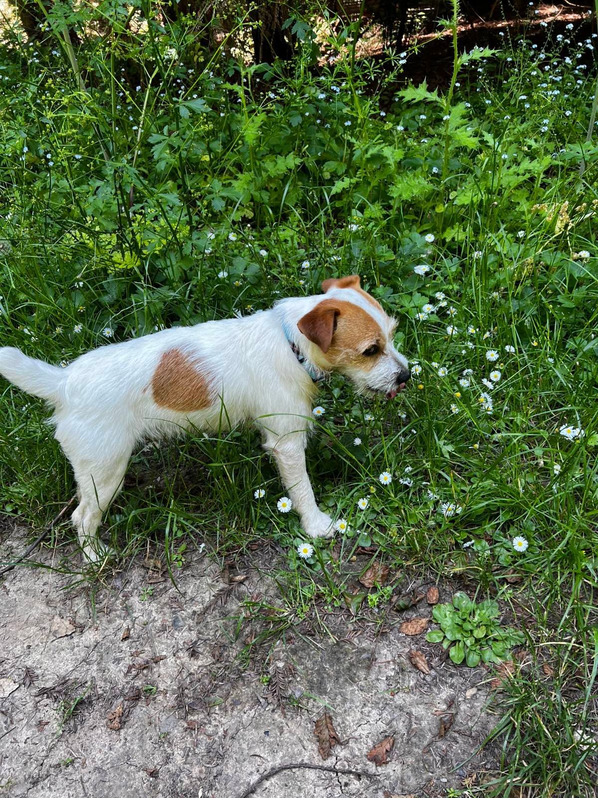 A small dog is jumping in the air in front of a woman.