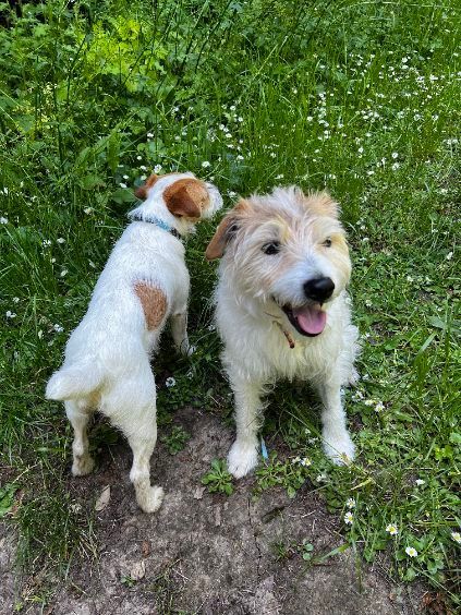 Two puppies are playing with a toy in the grass.
