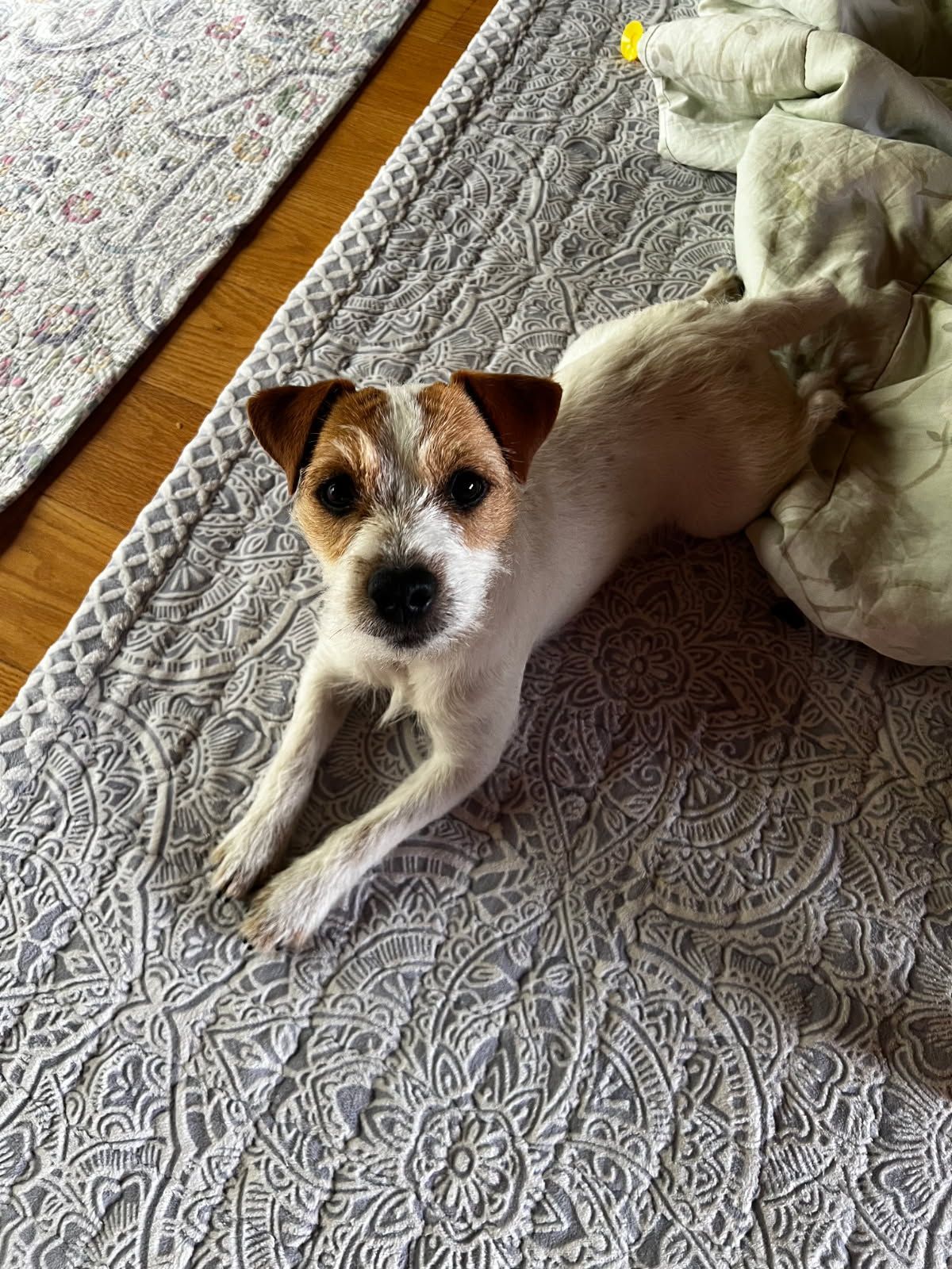 A small dog is laying on a rug on the floor.