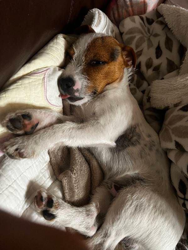 A small dog is laying on its back on a bed.