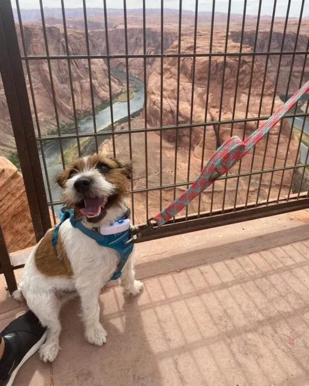 A small dog is sitting on a balcony next to a fence.