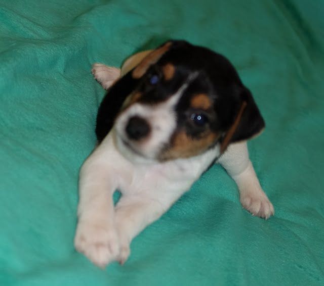 A brown and white puppy is laying on a green blanket