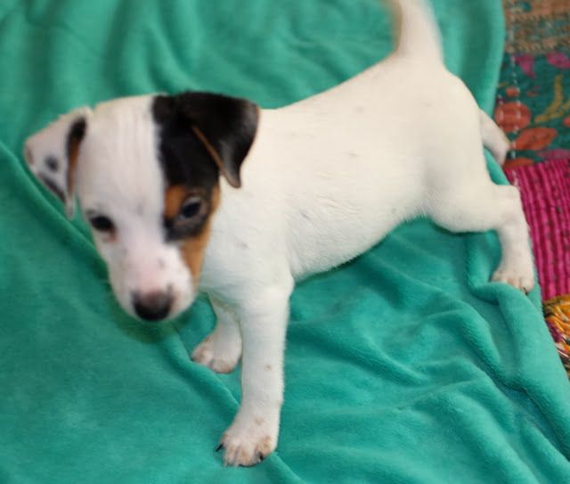A small white and brown puppy laying on a green blanket
