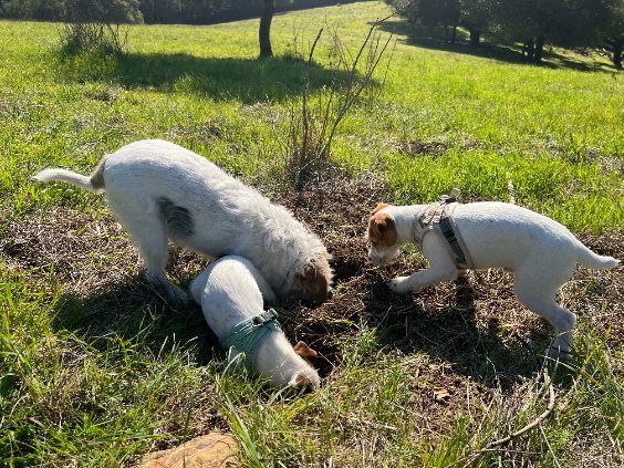 Two dogs are playing in the grass in a field.