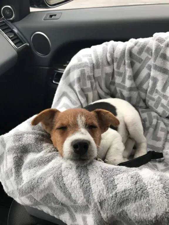 A small brown and white dog is sleeping in a car seat.