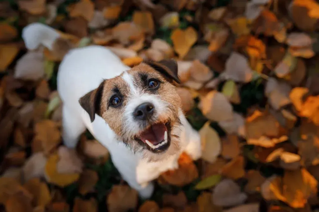 A dog is laying in a pile of leaves and looking up at the camera.