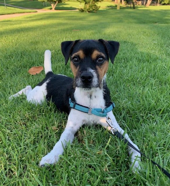 A black and white dog with a blue collar is laying in the grass