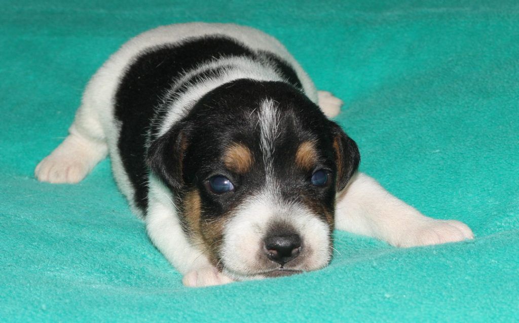A black and white puppy is laying on a green blanket.