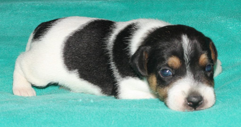 A black and white puppy is laying on a green blanket.