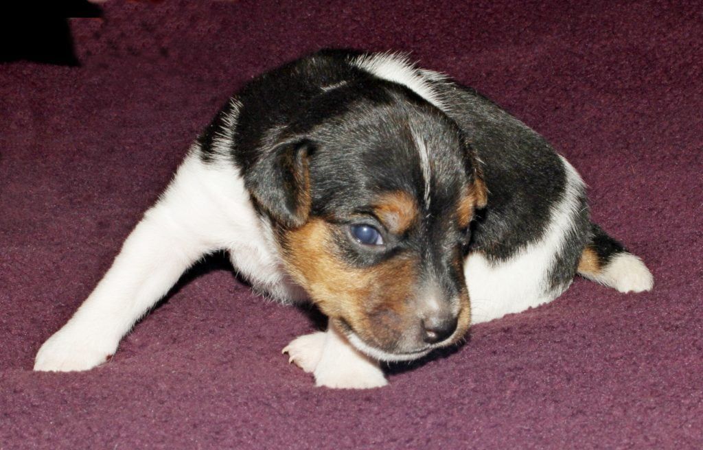 A black and white puppy laying on a purple carpet