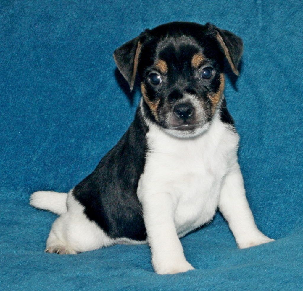 A black and white puppy is sitting on a blue blanket