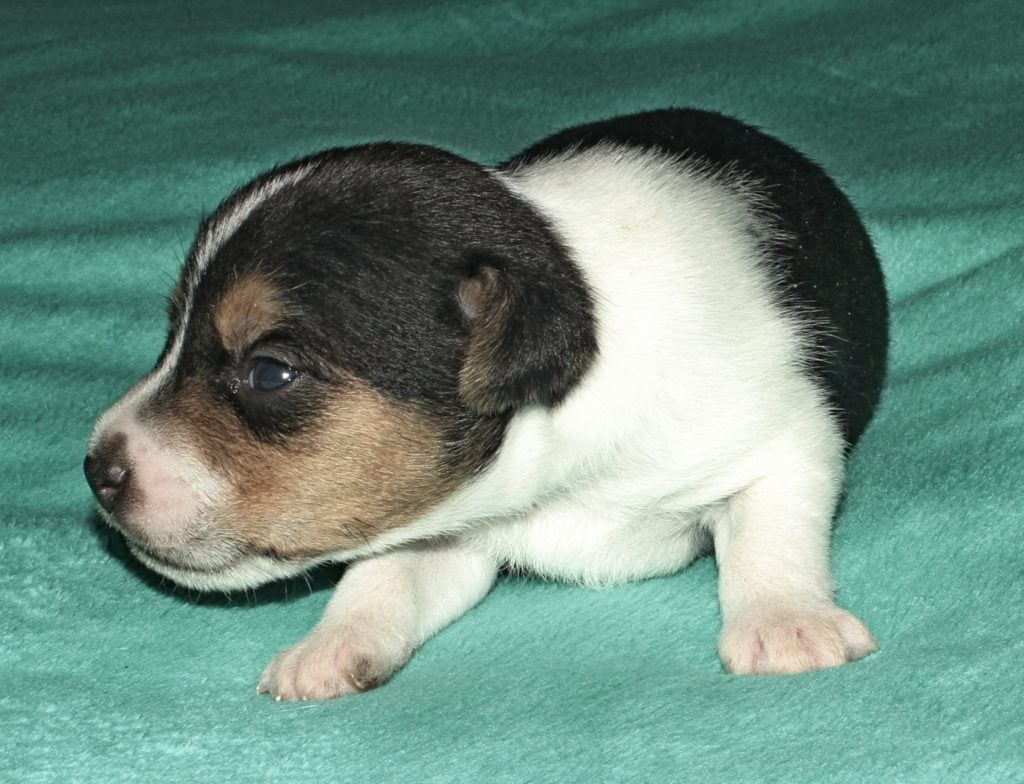 A small black and white puppy is laying on a green blanket