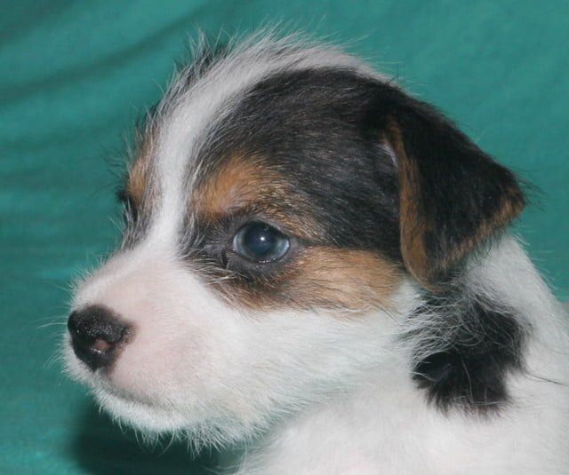 A close up of a brown and white puppy on a green background