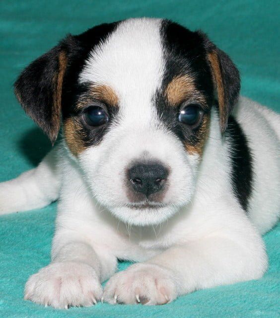 A black and white puppy laying on a green blanket
