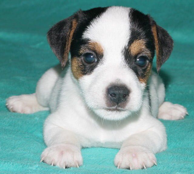 A black and white puppy is laying on a green blanket