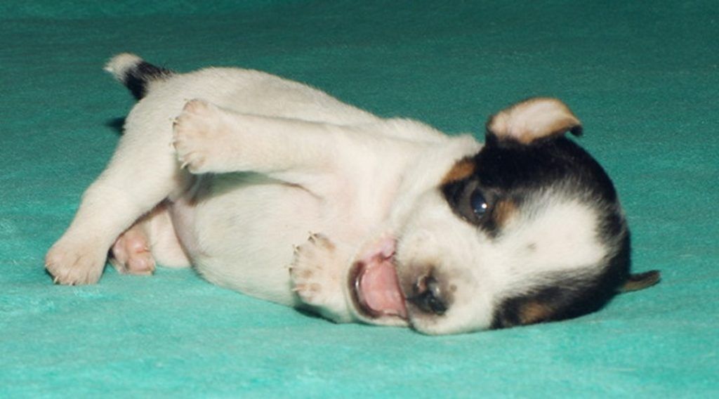 A small puppy is laying on its back on a green blanket.