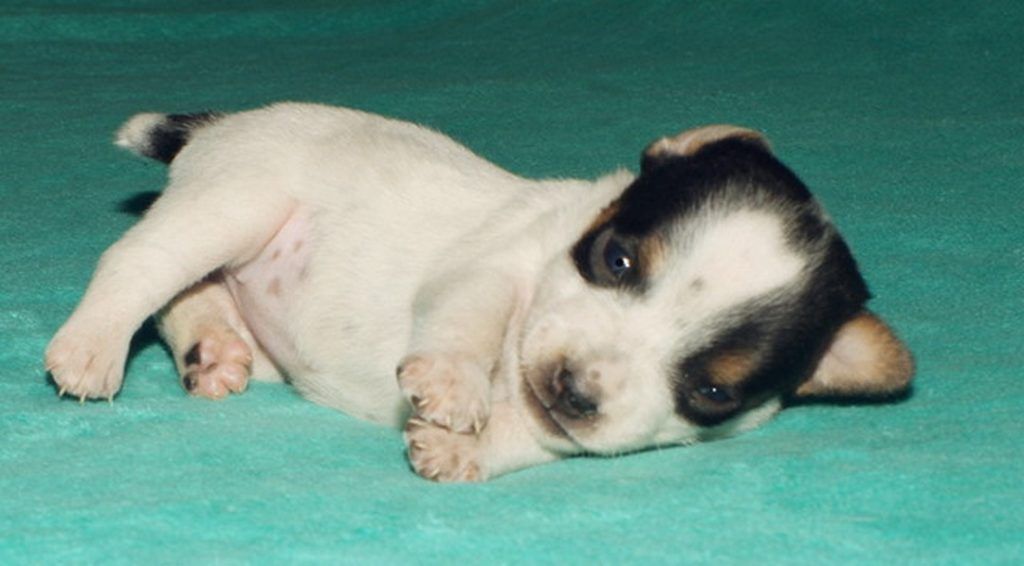 A small puppy is laying on its back on a green blanket