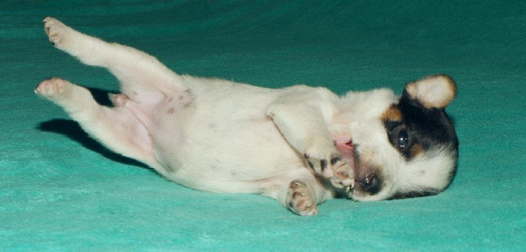 A small dog is laying on its back on a blue blanket