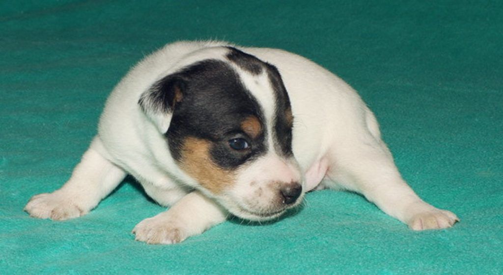 A small puppy is laying on a green blanket.