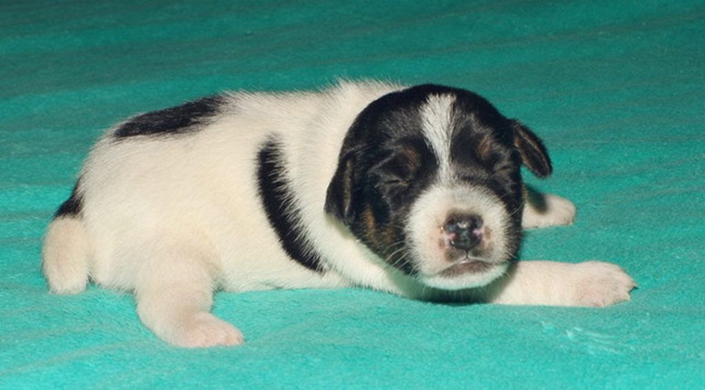 A black and white puppy is laying on a green blanket.