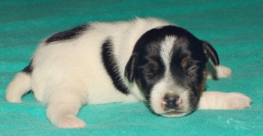 A black and white puppy is laying on a blue blanket.