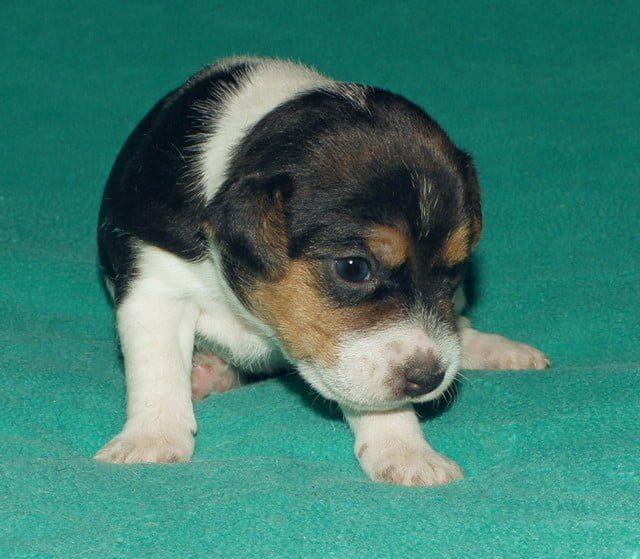 A small brown and white puppy is standing on a green surface