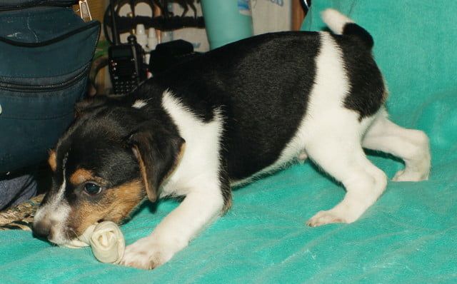 A black and white puppy is chewing on a bone