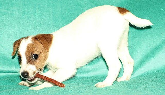 A small brown and white dog is chewing on a stick