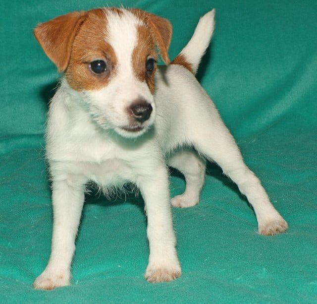 A brown and white puppy is standing on a green blanket