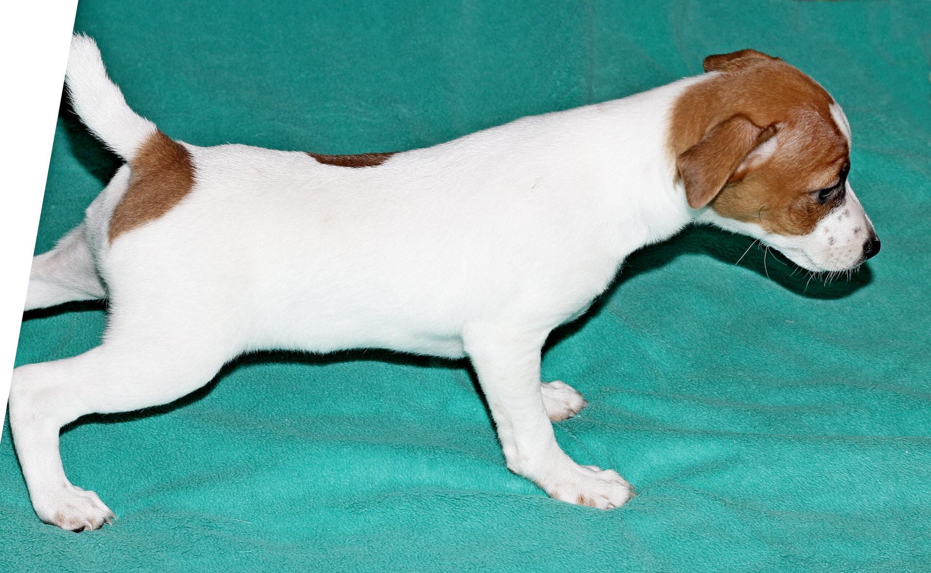 A brown and white puppy is running on a green blanket