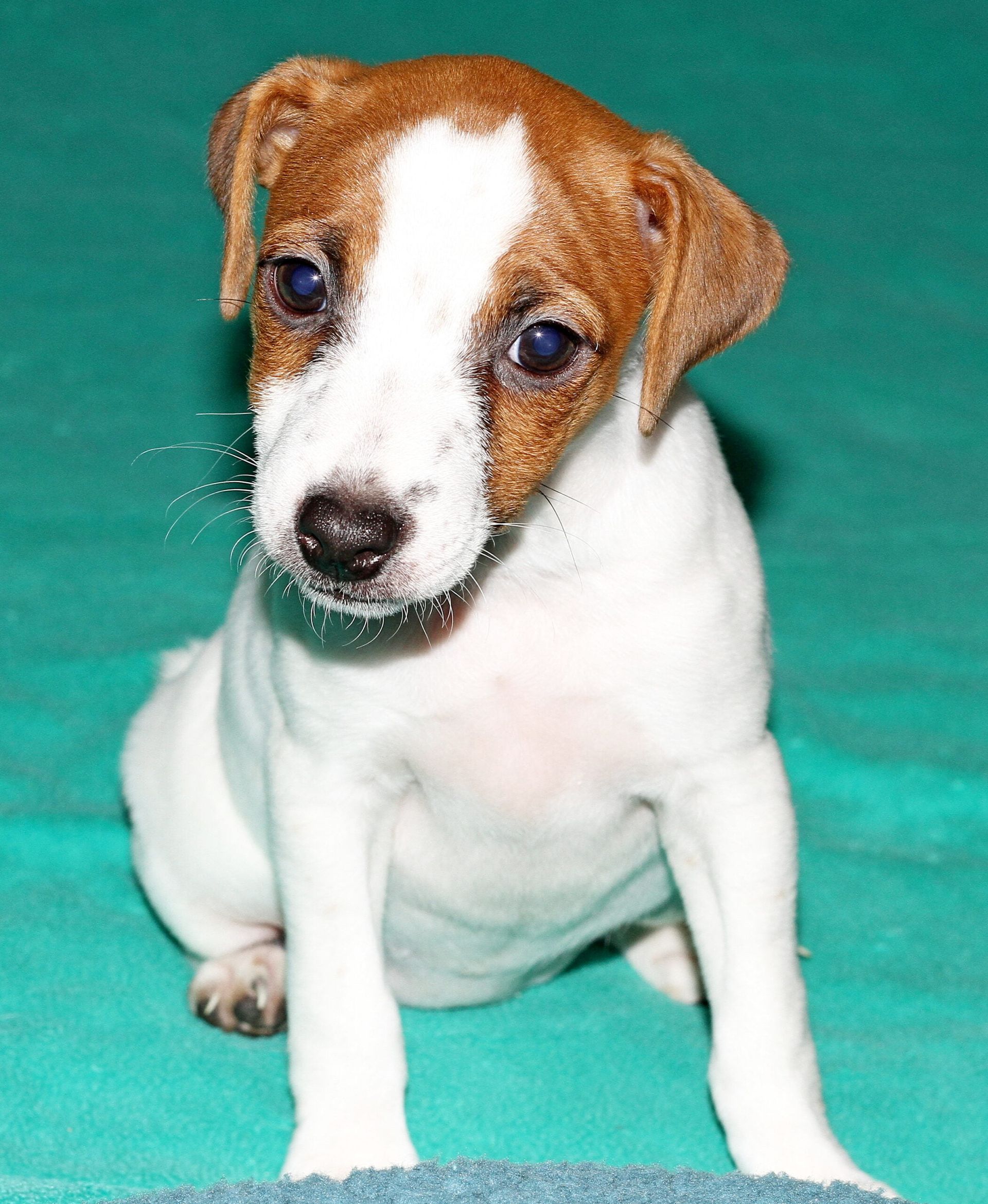 A brown and white puppy is sitting on a green blanket
