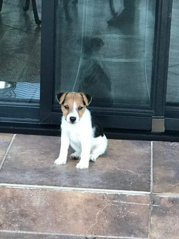 A small puppy is sitting on a tiled floor in front of a glass door.