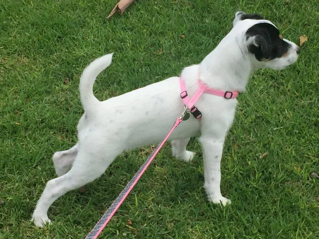 A black and white dog is standing in the grass on a leash.